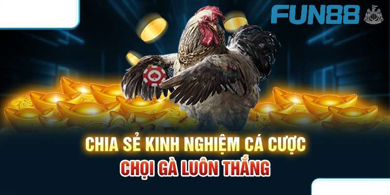 Chia sẻ kinh nghiệm cá cược chọi gà luôn thắng